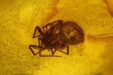 Two Detailed Fossil Spiders (Araneae) in Baltic Amber #139029-1